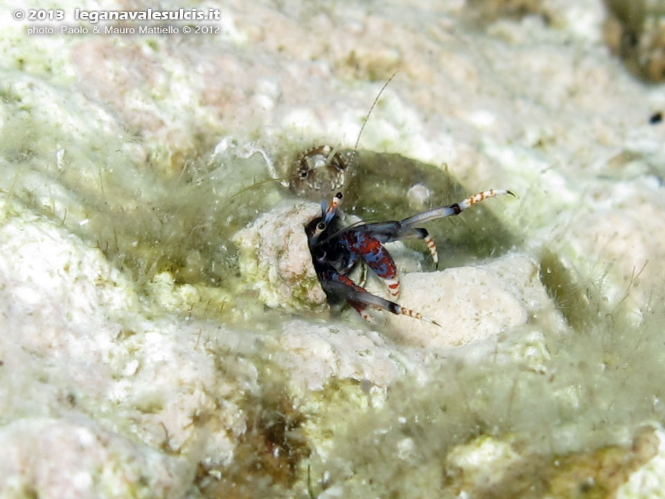 Porto Pino foto subacquee - 2012 - Piccolissimo paguro tubicolo (Calcinus tubularis), 1 cm