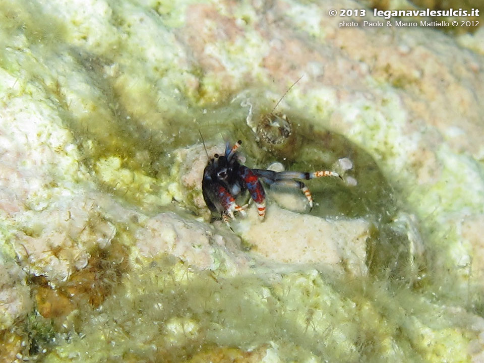 Porto Pino foto subacquee - 2012 - Piccolissimo paguro tubicolo (Calcinus tubularis), 1 cm 