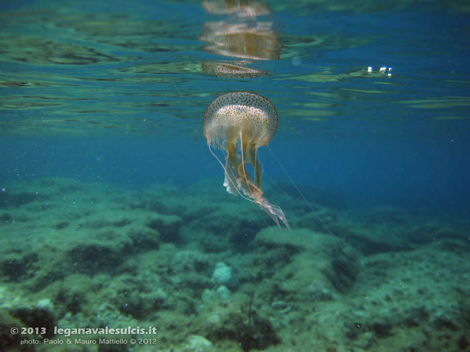 Porto Pino foto subacquee - 2012 - Medusa Vespa di mare (Pelagia noctiluca), comune e urticante