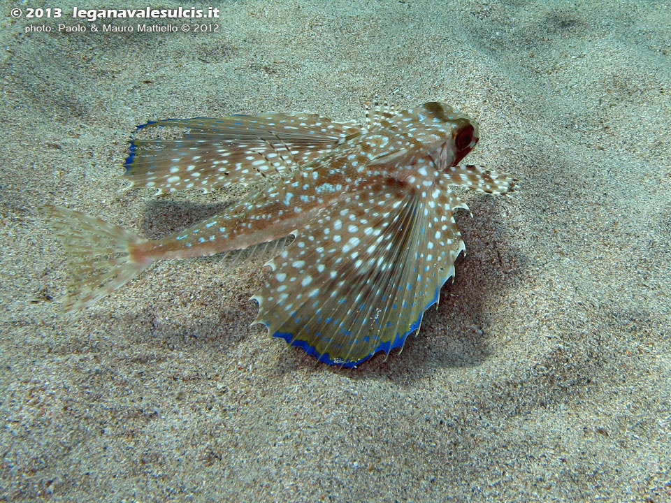 Porto Pino foto subacquee - 2012 - Pesce civetta (Dactylopterus volitans)
