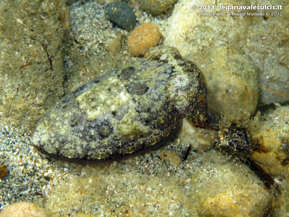 Porto Pino foto subacquee - 2012 - Piccola seppia comune (Sepia officinalis) durante il mimetismo