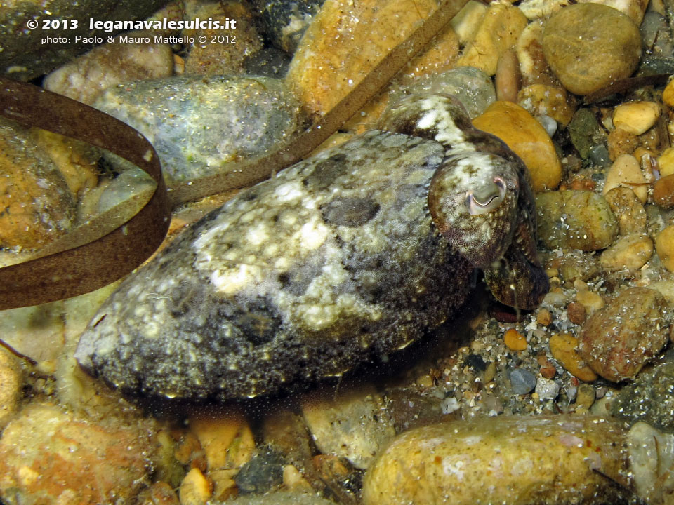 Porto Pino foto subacquee - 2012 - Piccola seppia comune (Sepia officinalis)