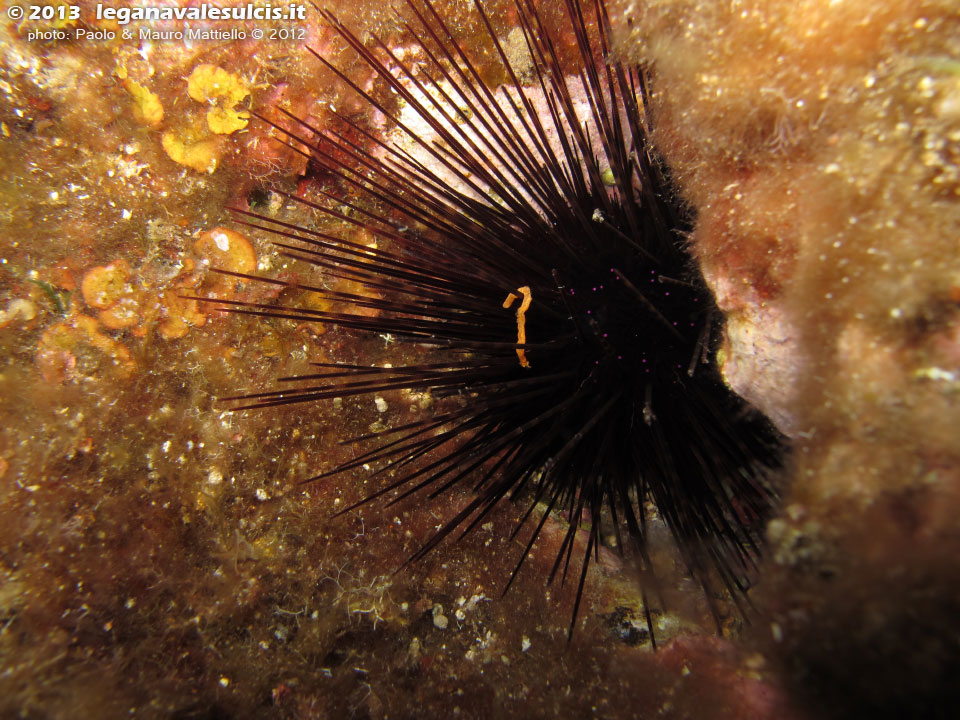 Porto Pino foto subacquee - 2012 - Riccio diadema (Centrostephanus longispinus)