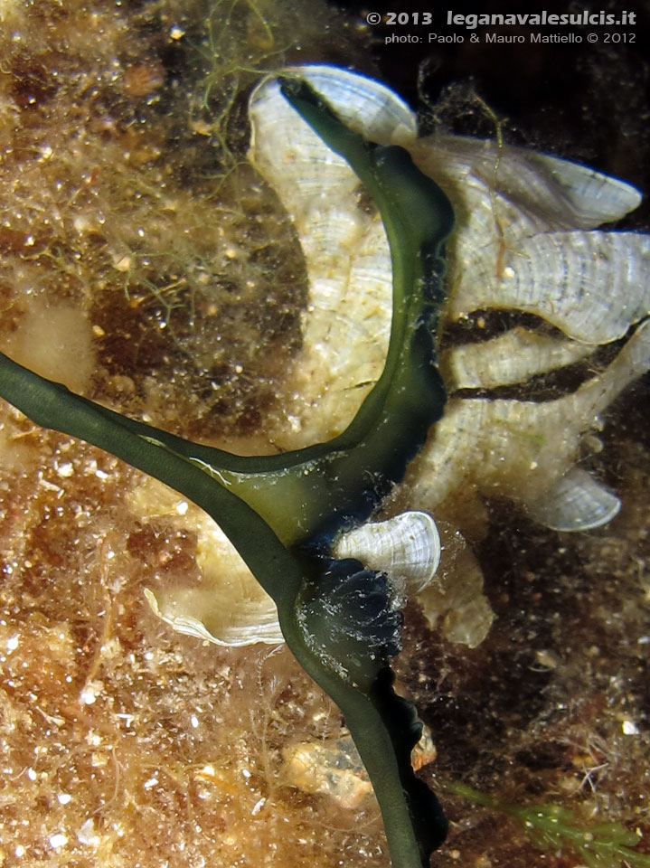 Porto Pino foto subacquee - 2012 - Primissimo piano della Proboscide a T del verme Bonellia (Bonellia viridis)