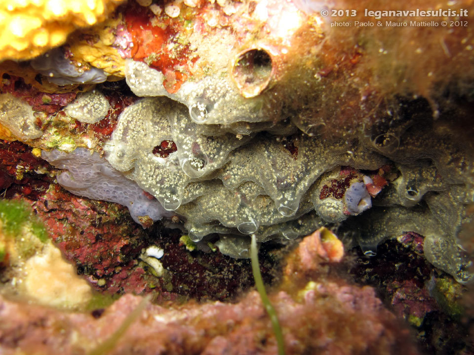 Porto Pino foto subacquee - 2012 - Ascidia incrostante a fiore (Botrylloides sp.) [?]