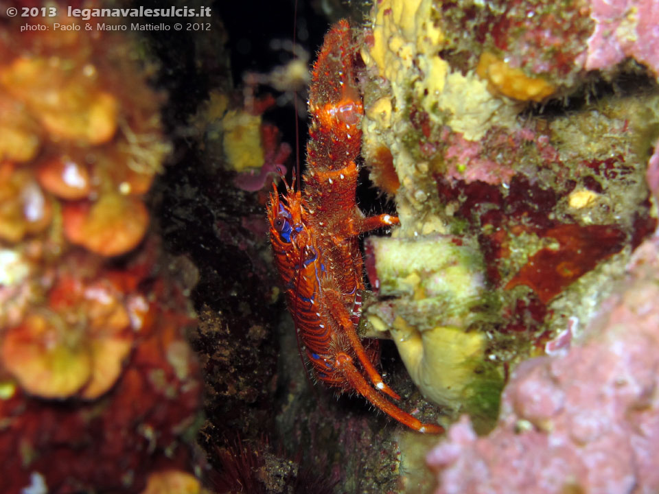 Porto Pino foto subacquee - 2012 - Crostaceo Galatea (Galathea strigosa o Galathea squamifera)