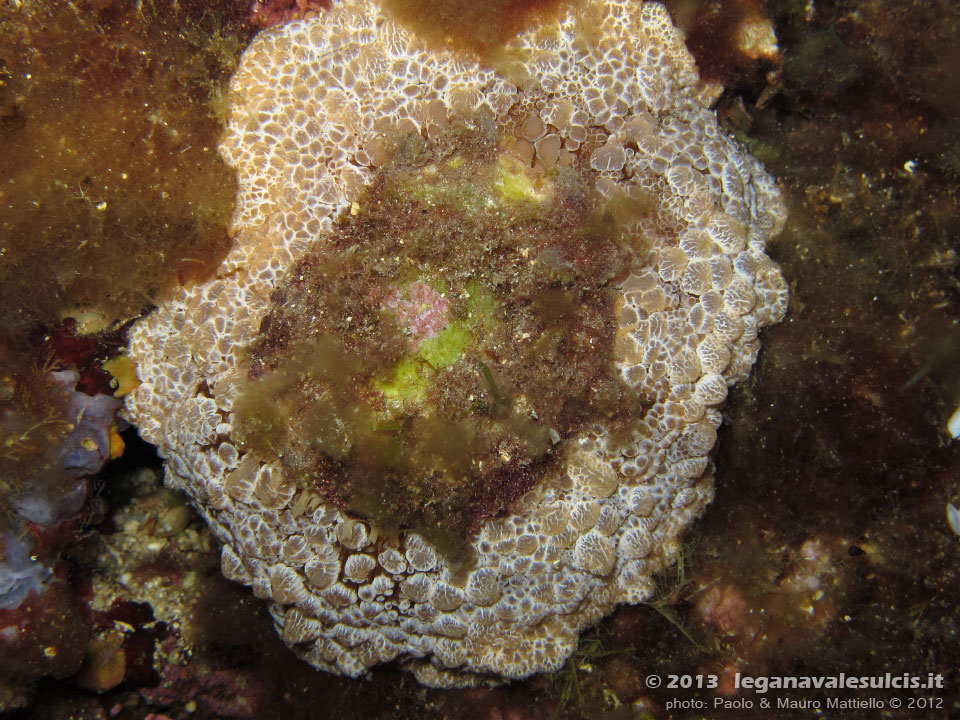 Porto Pino foto subacquee - 2012 - Grosso nudibranco Umbraculum (Umbraculum mediterraneum)