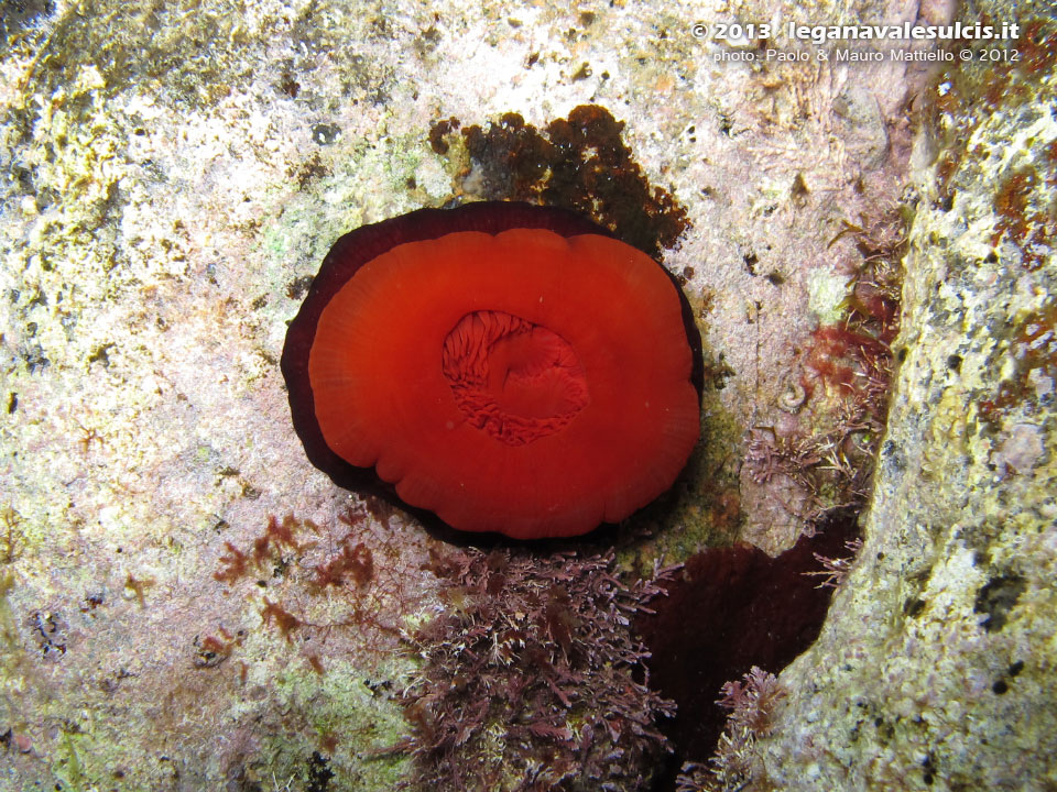 Porto Pino foto subacquee - 2012 - Pomodoro di mare (Actinia equina) chiuso