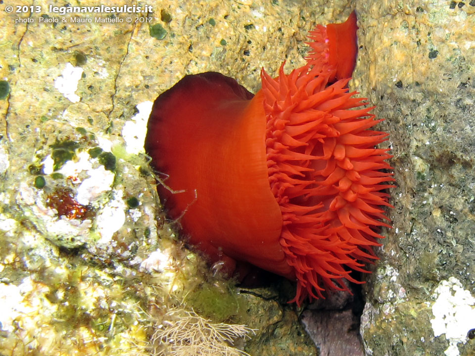 Porto Pino foto subacquee - 2012 - Pomodoro di mare (Actinia equina) aperto