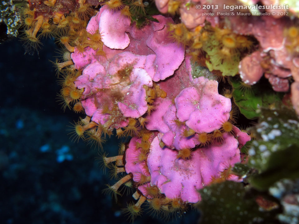 Porto Pino foto subacquee - 2012 - Alga calcarea mesofillo espanso (Mesophyllum expansum)