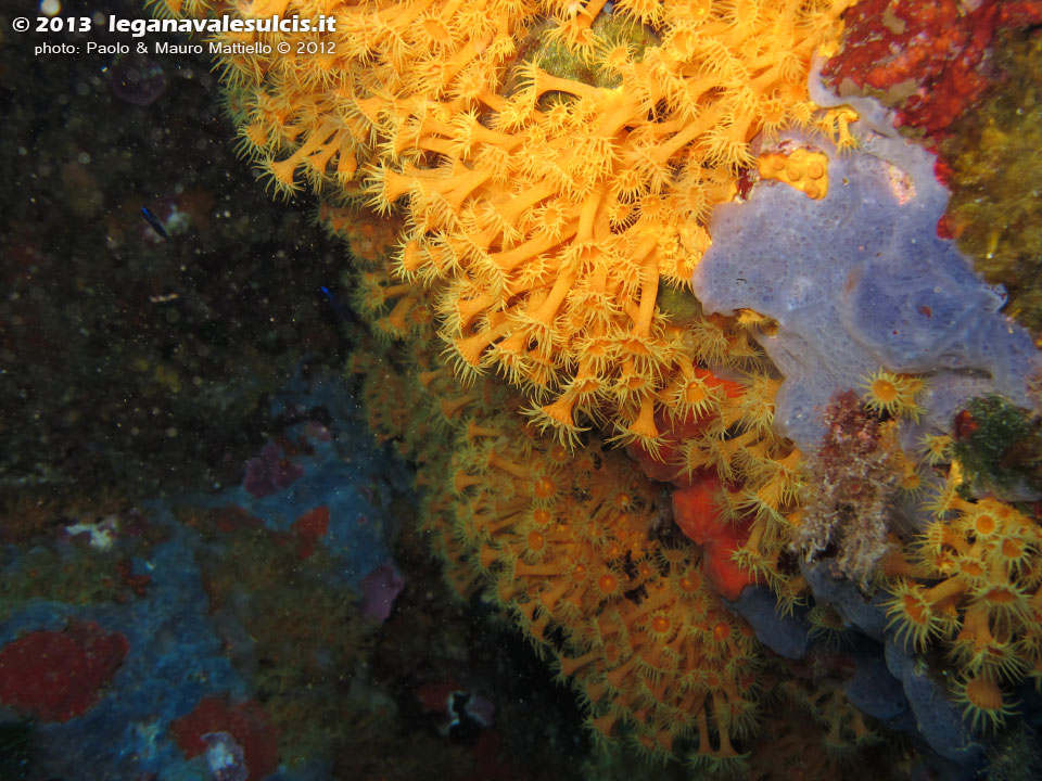 Porto Pino foto subacquee - 2012 - Margherite di mare (Parazoanthus axinellae)