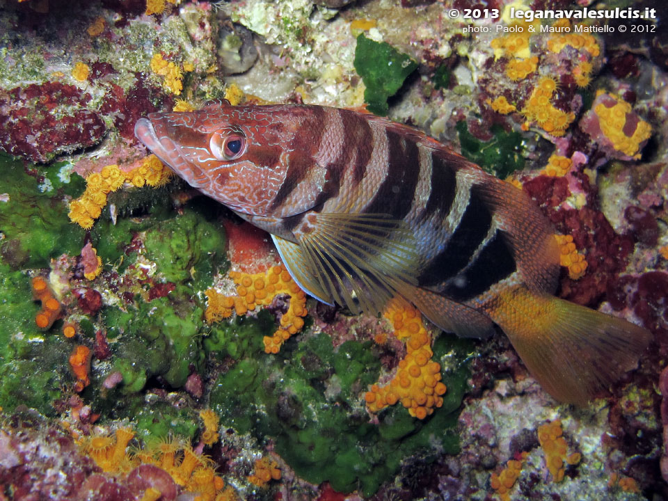 Porto Pino foto subacquee - 2012 - Un pesce comunissimo: lo sciarrano (Serranus Scriba)