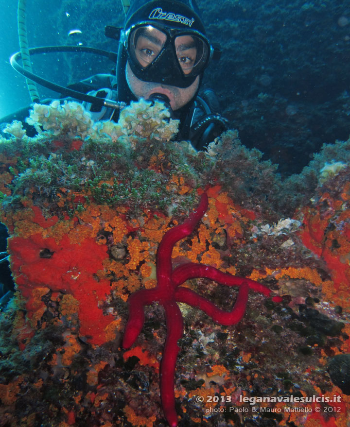 Porto Pino foto subacquee - 2012 - Stella serpente (Ophidiaster ophidianus) e margherite di mare chiuse