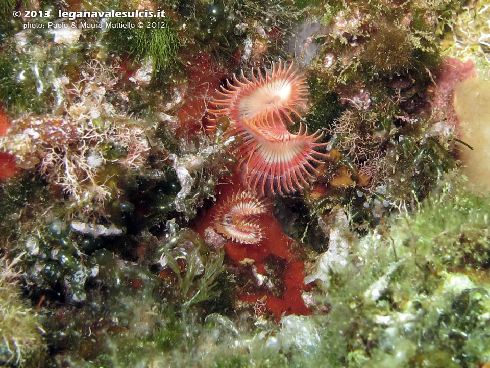 Porto Pino foto subacquee - 2012 - Verme Bispira (Bispira volutacornis)