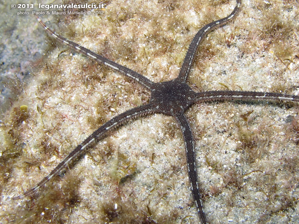 Porto Pino foto subacquee - 2012 - Ofiura (Ophioderma longicauda), dai movimenti velocissimi 