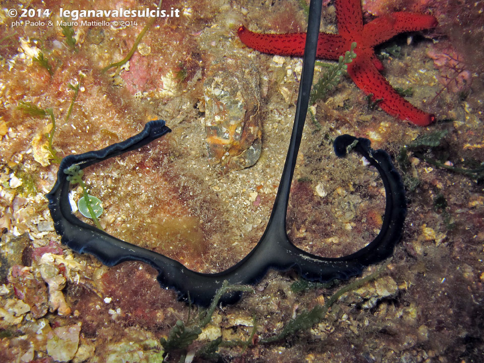Porto Pino foto subacquee - 2014 - La proboscide a T del verme Bonellia (Bonellia viridis)