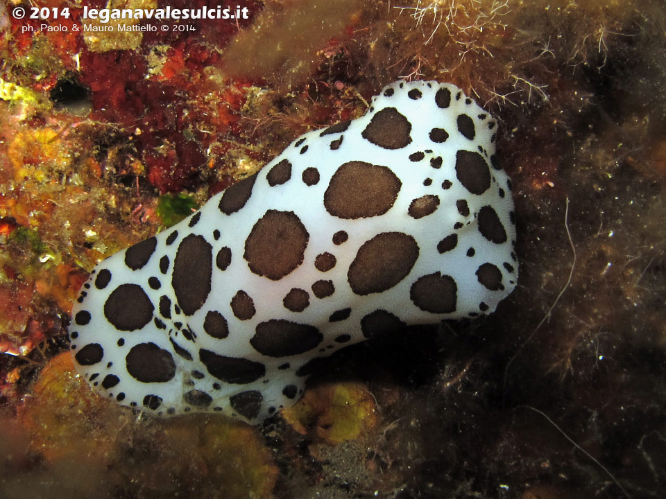 Porto Pino foto subacquee - 2014 - Nudibranco Vacchetta di Mare (Discodoris atromaculata)