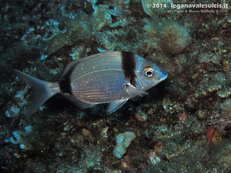 Porto Pino foto subacquee - 2014 - Comune sarago fasciato (Diplodus vulgaris)