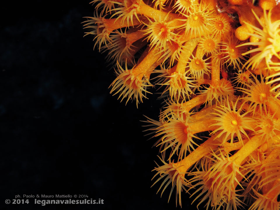 Porto Pino foto subacquee - 2014 - Margherite di mare (Parazoanthus axinellae)