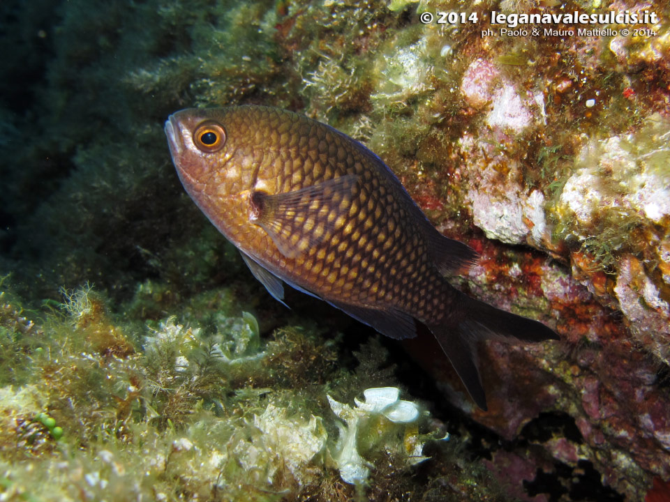 Porto Pino foto subacquee - 2014 - Comunissima castagnola, o guarracino (Chromis chromis)