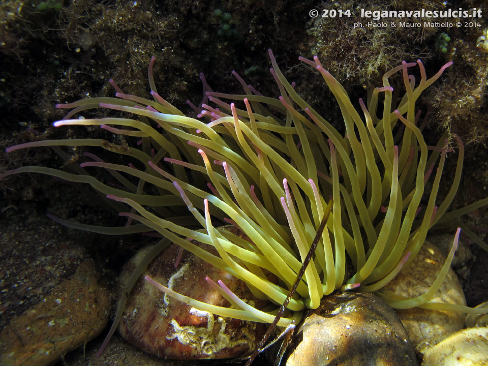 Porto Pino foto subacquee - 2014 - Anemone di mare o attinia (Actinia viridis)