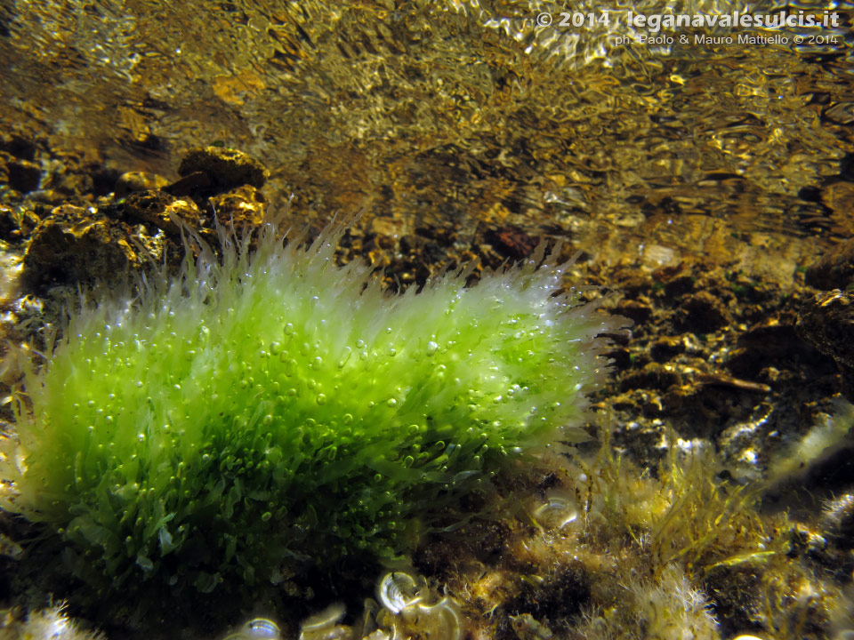 Porto Pino foto subacquee - 2014 - Alga non identificata