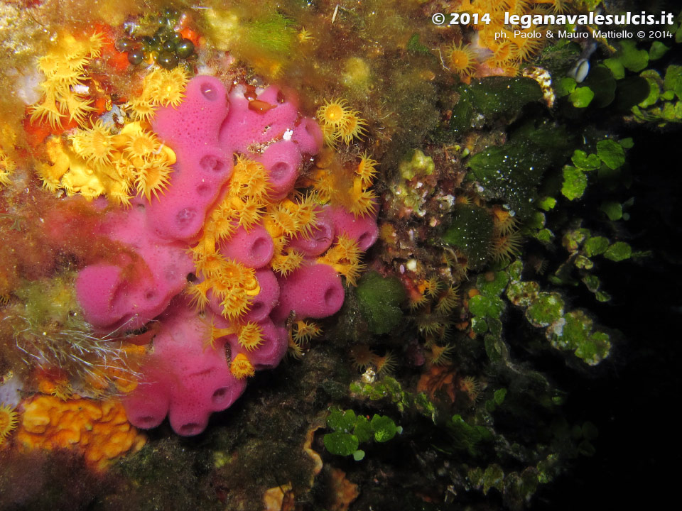Porto Pino foto subacquee - 2014 - Secca di C.Piombo, spugna rosa (Haliclona mediterranea), margherite di mare (Parazoanthus axinellae) e alghe monetine di mare (Halimeda tuna)