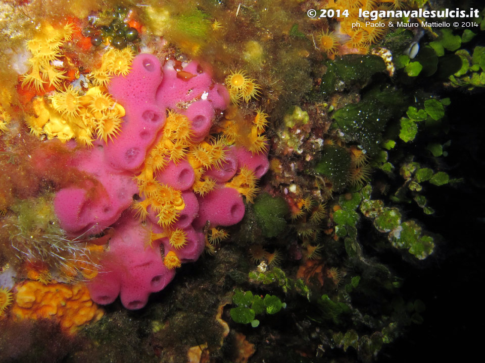 Porto Pino foto subacquee - 2014 - Secca di C.Piombo, spugna rosa (Haliclona mediterranea), margherite di mare (Parazoanthus axinellae) e alghe monetine di mare (Halimeda tuna)