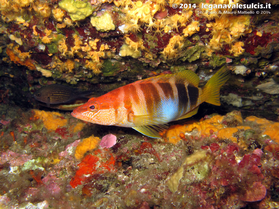 Porto Pino foto subacquee - 2014 - Comune sciarrano (Serranus scriba)