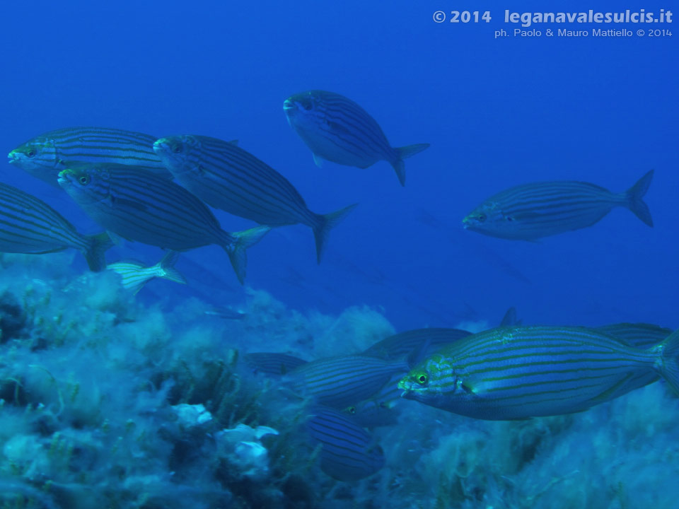 Porto Pino foto subacquee - 2014 - Salpe (Sarpa salpa)