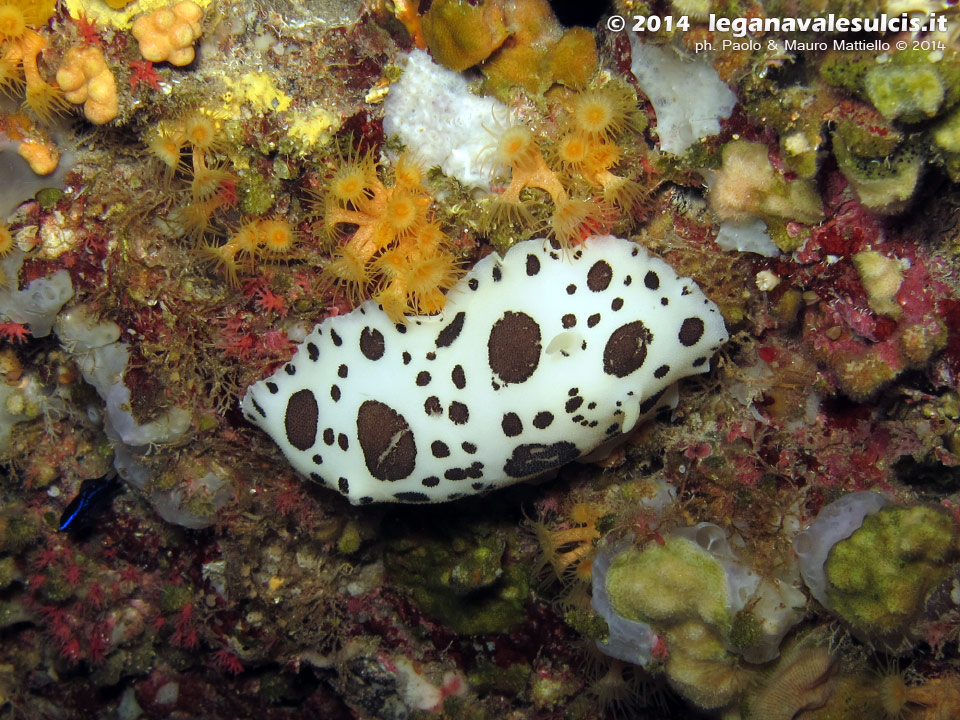 Porto Pino foto subacquee - 2014 - Nudibranco Vacchetta di Mare (Discodoris atromaculata)