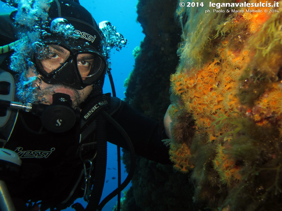 Porto Pino foto subacquee - 2014 - Subacqueo e margherite di mare (Parazoanthus axinellae)