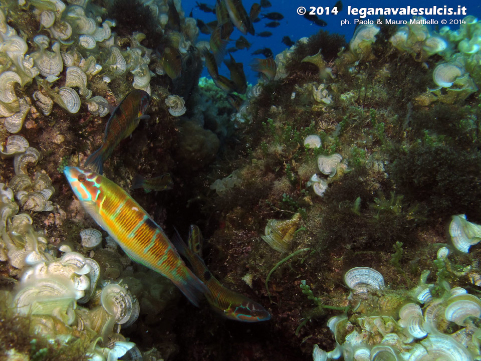 Porto Pino foto subacquee - 2014 - Donzelle pavonine (Thalassoma pavo) mentre tentano di mangiare le uova delle castagnole