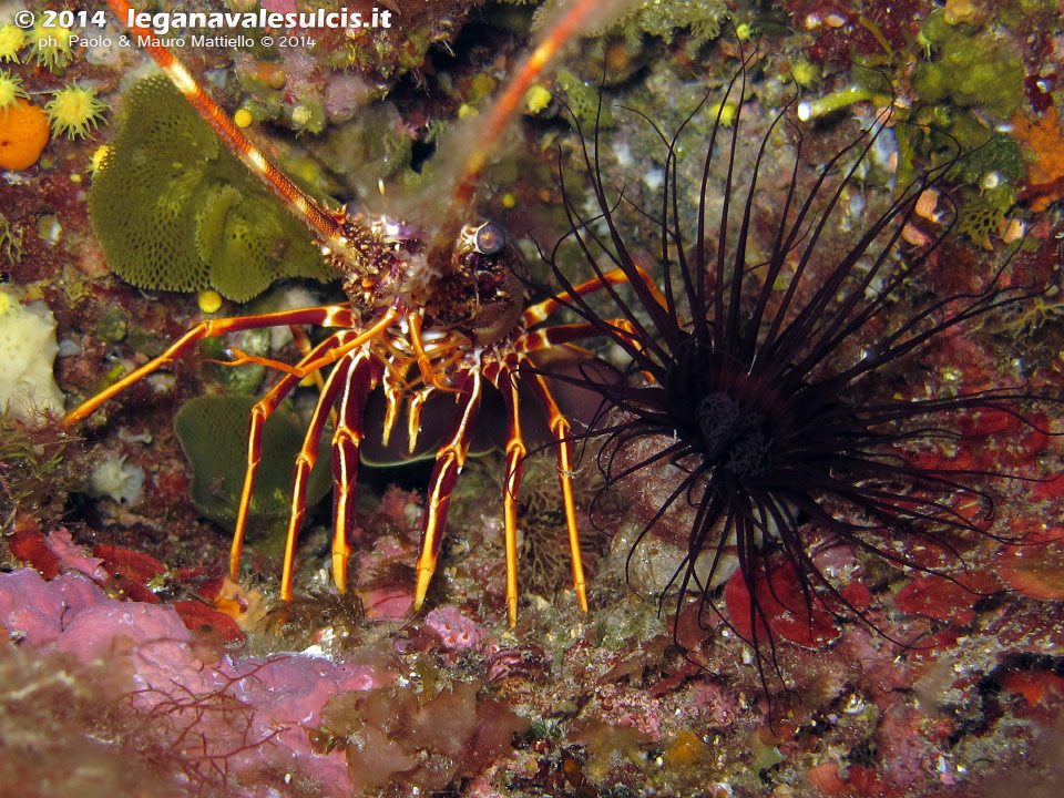 Porto Pino foto subacquee - 2014 - Piccola aragosta (Palinurus elephas) accanto ad un bel cerianto (Cerianthus membranaceus)