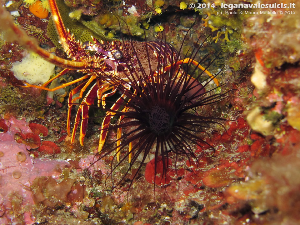 Porto Pino foto subacquee - 2014 - Piccola aragosta (Palinurus elephas) accanto ad un bel cerianto (Cerianthus membranaceus)