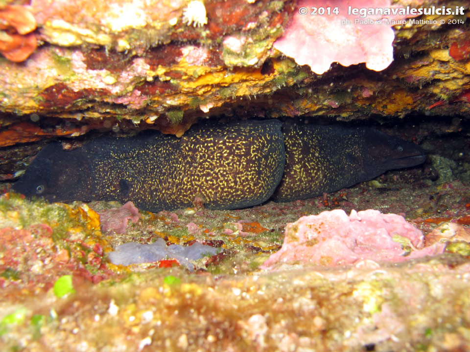 Porto Pino foto subacquee - 2014 - Due murene (Muraena helena) nella stessa tana