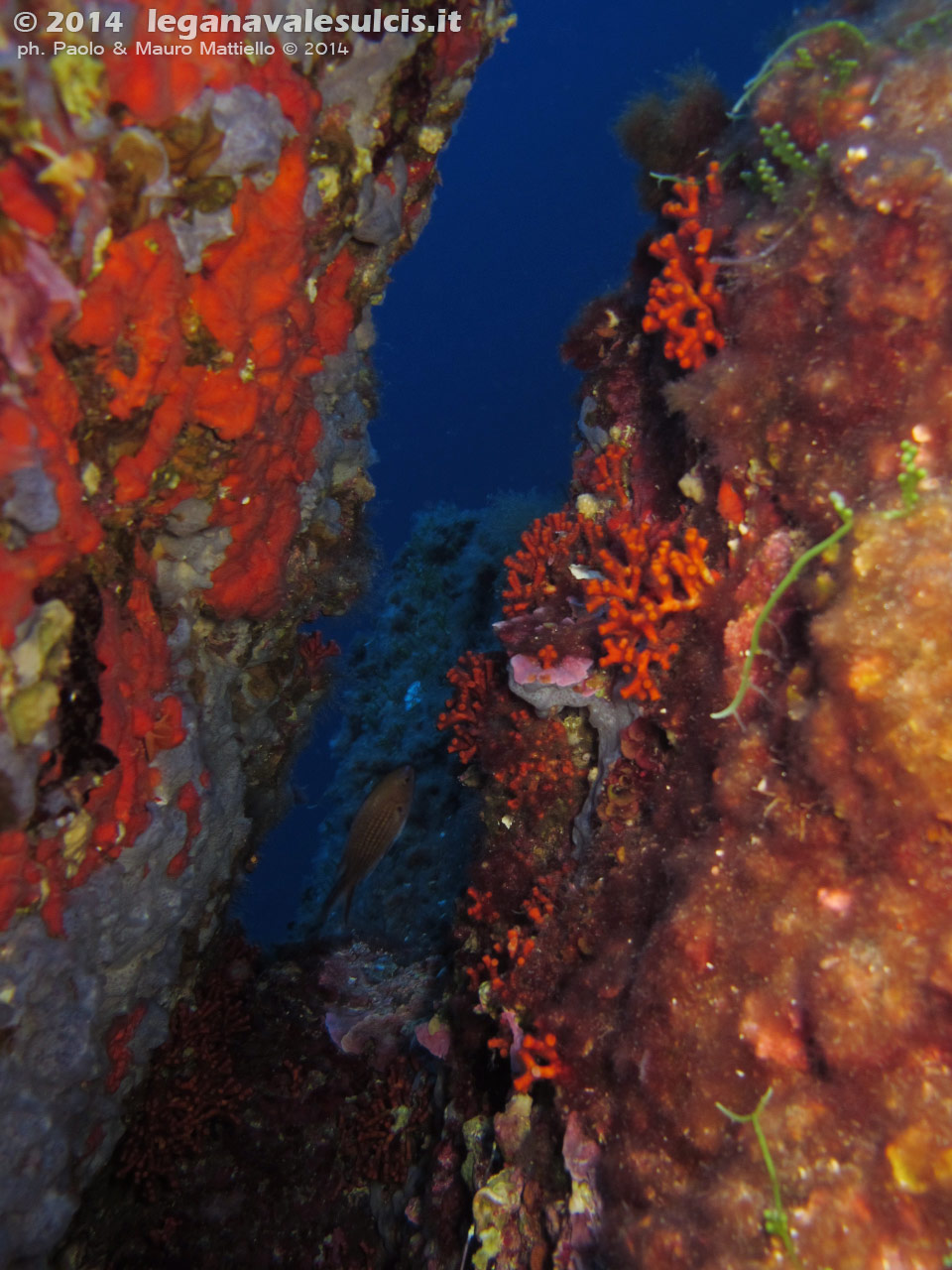 Porto Pino foto subacquee - 2014 - Spugne e falso corallo (Myriapora truncata)