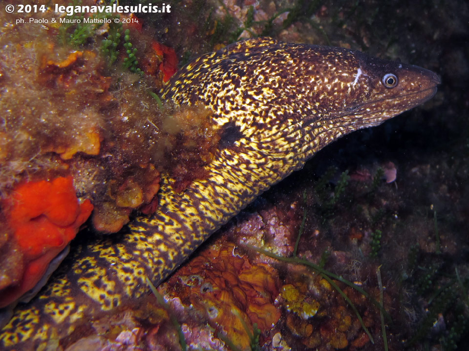 Porto Pino foto subacquee - 2014 - Grossa murena (Muraena helena)