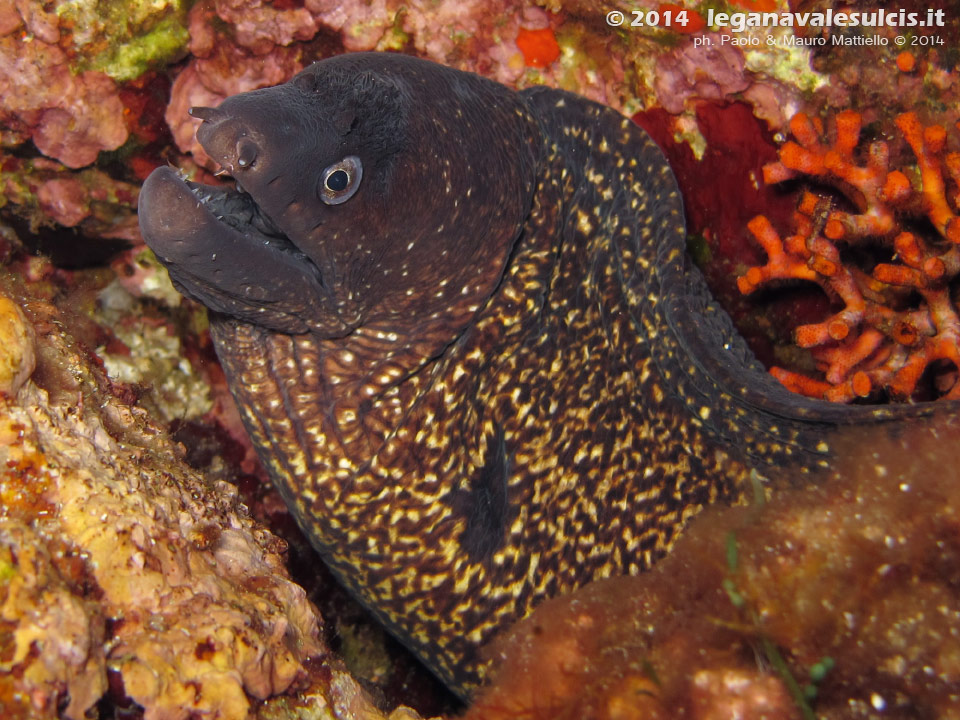 Porto Pino foto subacquee - 2014 - Grossa murena (Muraena helena)