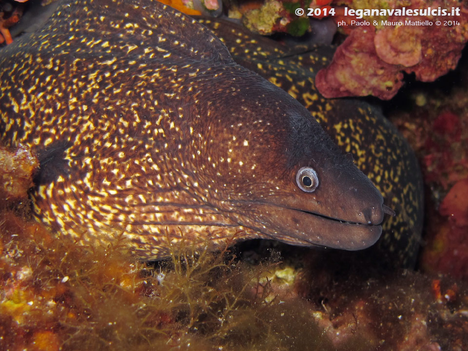 Porto Pino foto subacquee - 2014 - Grossa murena (Muraena helena)