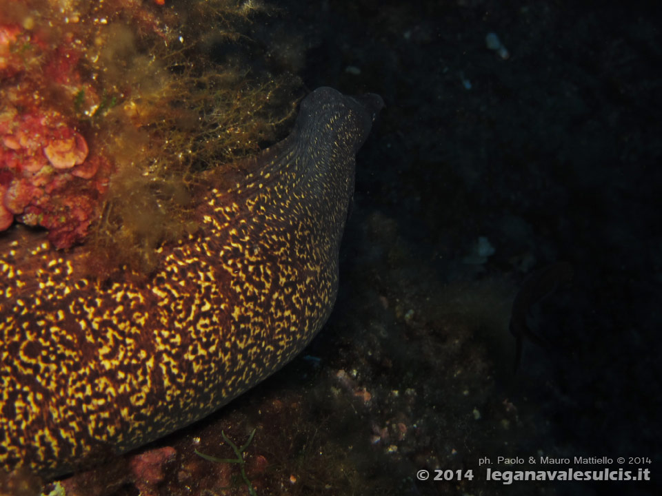 Porto Pino foto subacquee - 2014 - Grossa murena (Muraena helena) mentre fugge