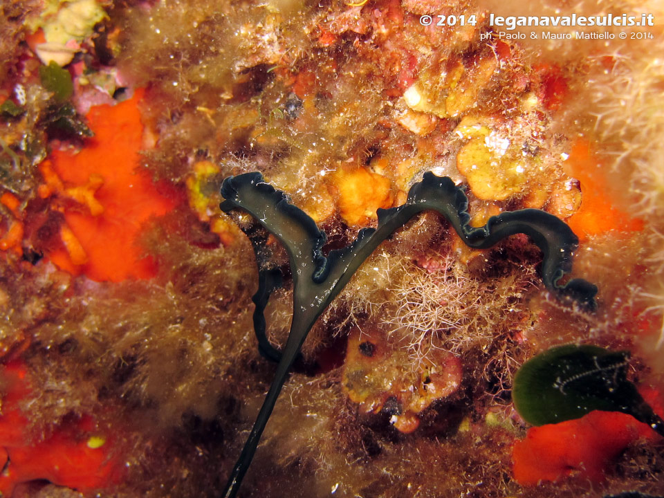 Porto Pino foto subacquee - 2014 - Proboscide a T del verme Bonellia (Bonellia viridis)