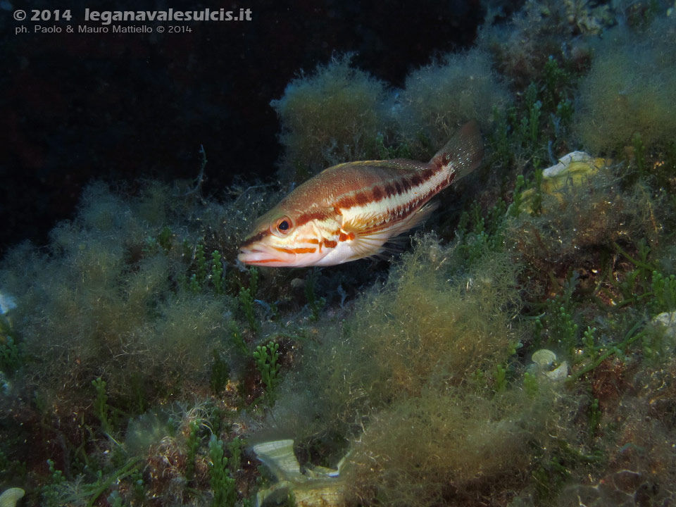 Porto Pino foto subacquee - 2014 - Comune perchia (Serranus cabrilla)