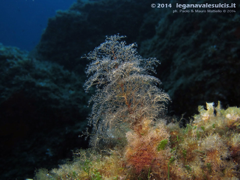 Porto Pino foto subacquee - 2014 - Alberello di idrozoi (Eudendrium sp.), cibo favorito di vari nudibranchi