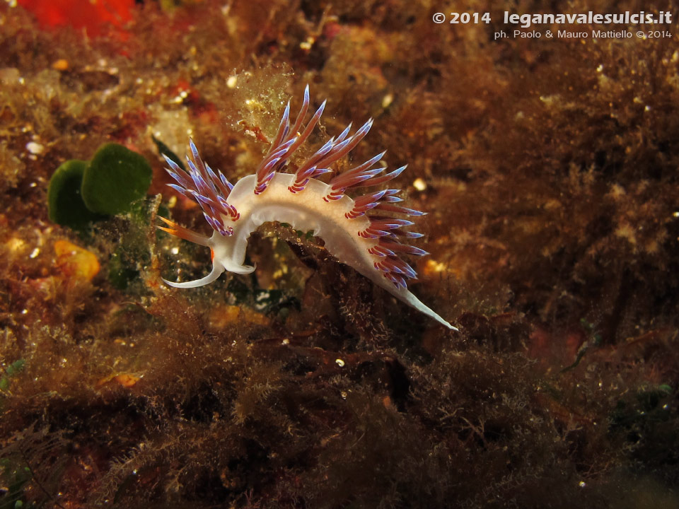 Porto Pino foto subacquee - 2014 - Nudibranco Cratena (Cratena peregrina)