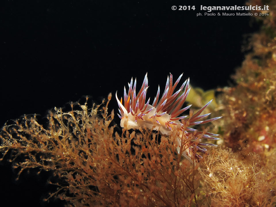 Porto Pino foto subacquee - 2014 - Nudibranco Cratena (Cratena peregrina)
