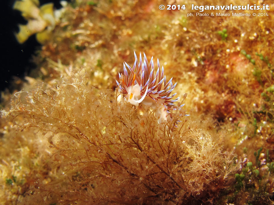 Porto Pino foto subacquee - 2014 - Nudibranco Cratena (Cratena peregrina)