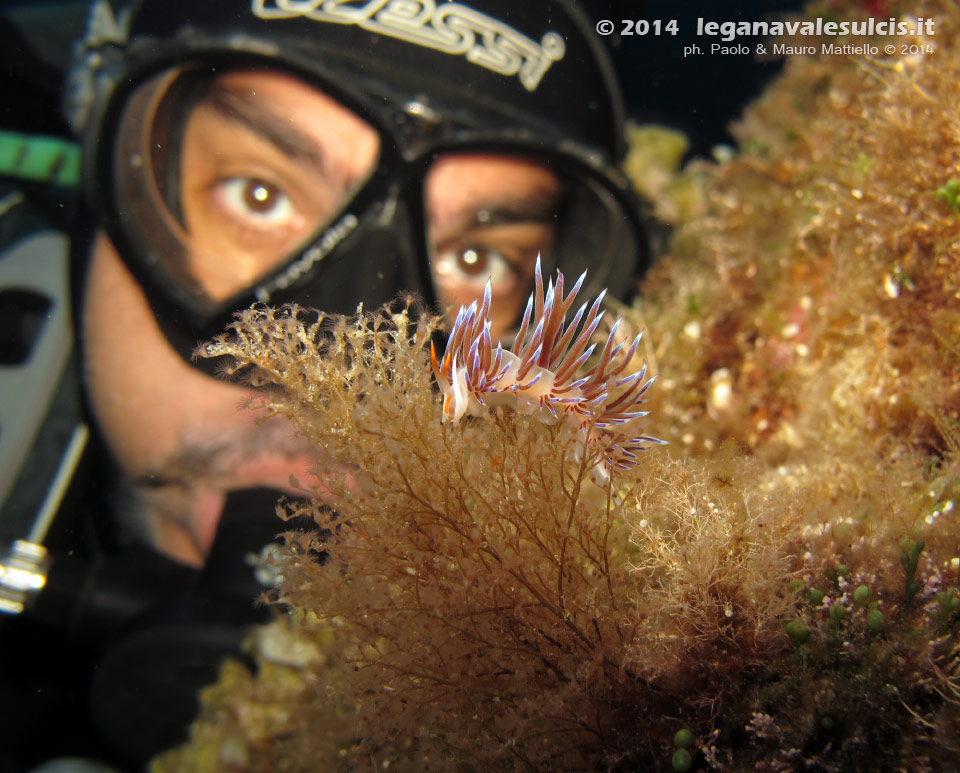 Porto Pino foto subacquee - 2014 - Nudibranco Cratena (Cratena peregrina) e subacqueo