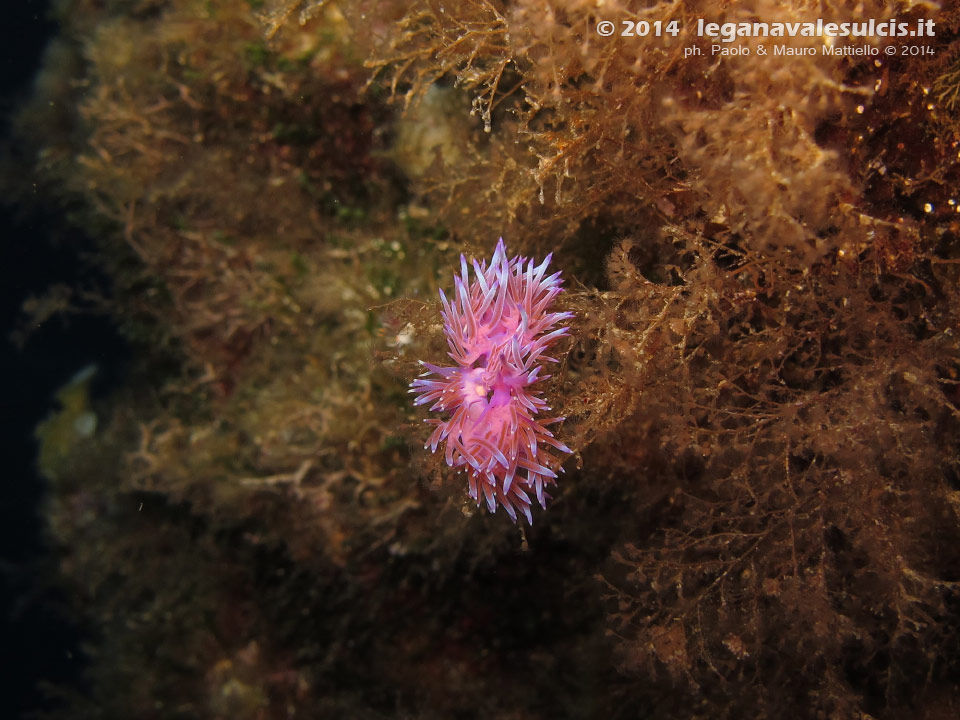 Porto Pino foto subacquee - 2014 - Due nudibranchi Flabellina (Flabellina affinis)