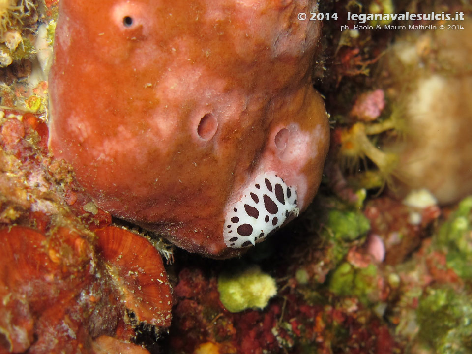 Porto Pino foto subacquee - 2014 - Nudibranco vacchetta di mare (Discodoris atromaculata) che si nutre del suo cibo preferito, la spugna petrosia (Petrosia ficiformis)